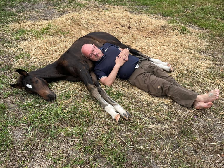 Koń oldenburski Klacz 1 Rok 169 cm in Lengerich
