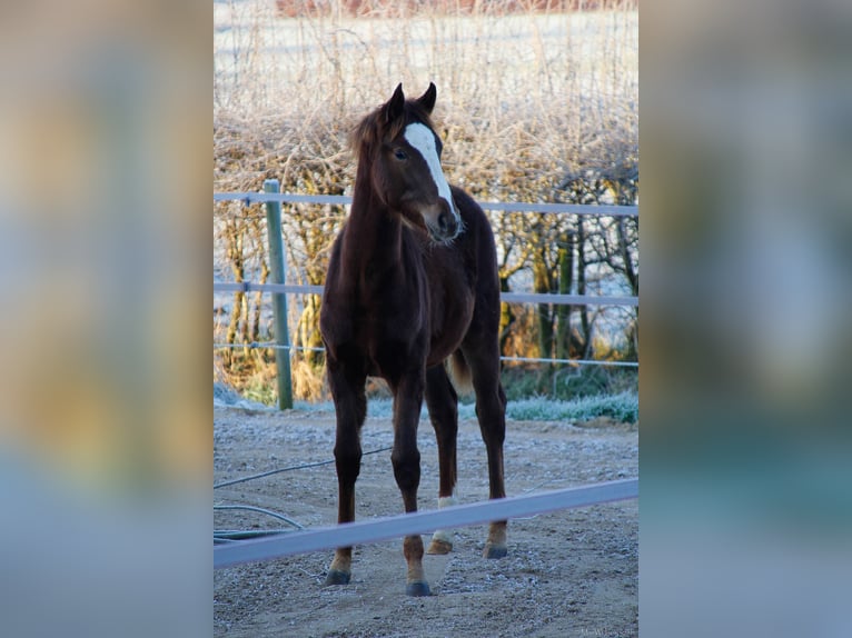 Koń oldenburski Klacz 1 Rok 170 cm Ciemnokasztanowata in Laag-Keppel