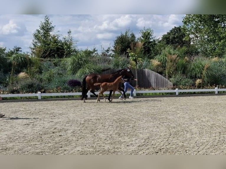 Koń oldenburski Klacz 1 Rok 170 cm Ciemnokasztanowata in Laag-Keppel