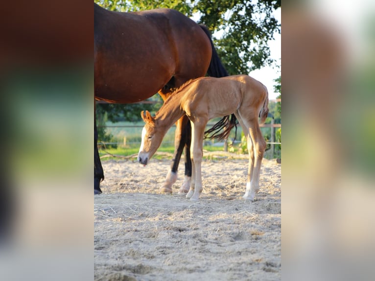 Koń oldenburski Klacz 1 Rok 170 cm Ciemnokasztanowata in Laag-Keppel