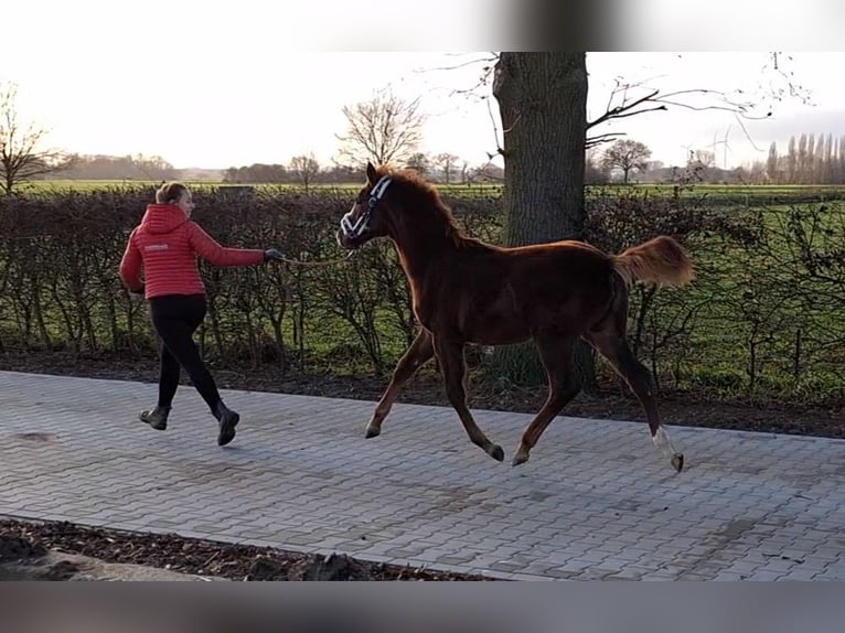 Koń oldenburski Klacz 1 Rok 170 cm Ciemnokasztanowata in Laag-Keppel