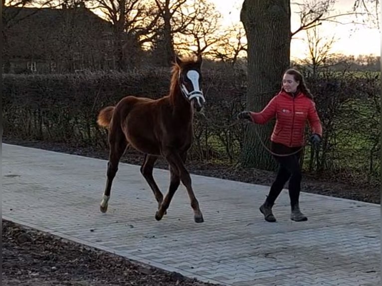 Koń oldenburski Klacz 1 Rok 170 cm Ciemnokasztanowata in Laag-Keppel