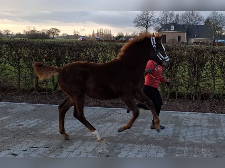 Koń oldenburski Klacz 1 Rok 170 cm Ciemnokasztanowata in Laag-Keppel