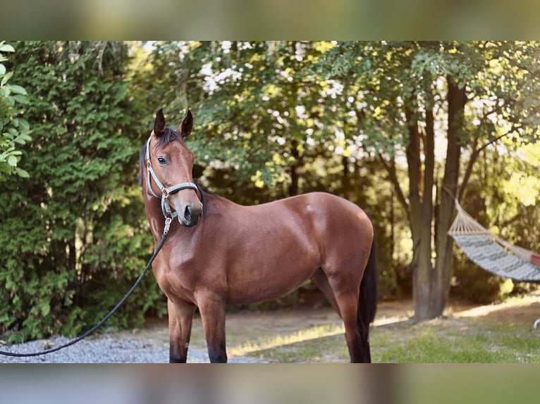 Koń oldenburski Klacz 1 Rok 170 cm Gniada in Radostowice