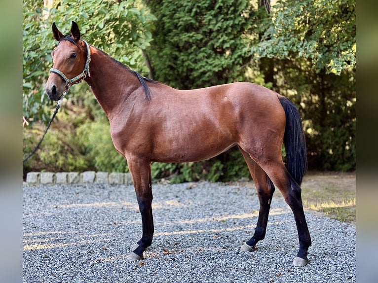 Koń oldenburski Klacz 1 Rok 170 cm Gniada in Radostowice