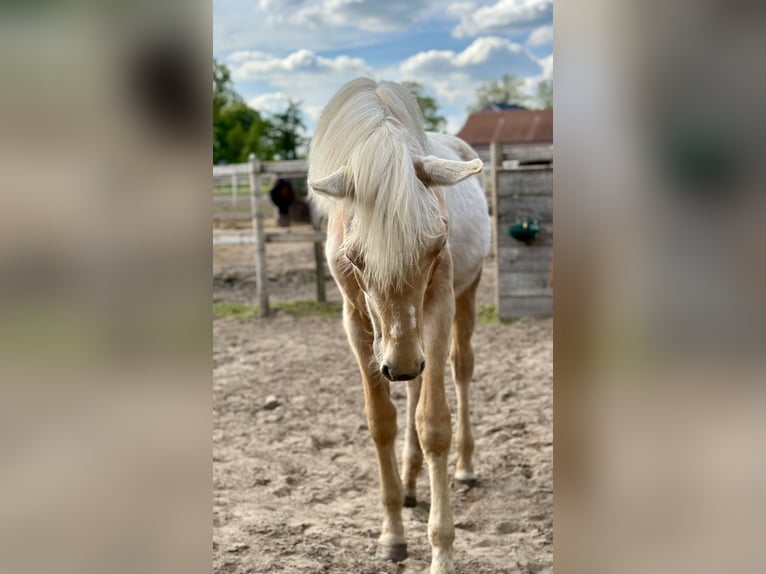 Koń oldenburski Klacz 1 Rok 170 cm Izabelowata in Stuhr