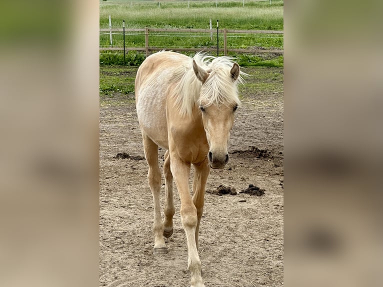 Koń oldenburski Klacz 1 Rok 170 cm Izabelowata in Stuhr