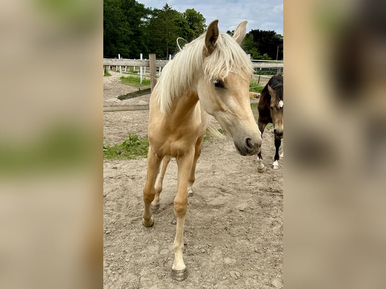 Koń oldenburski Klacz 1 Rok 170 cm Izabelowata in Stuhr