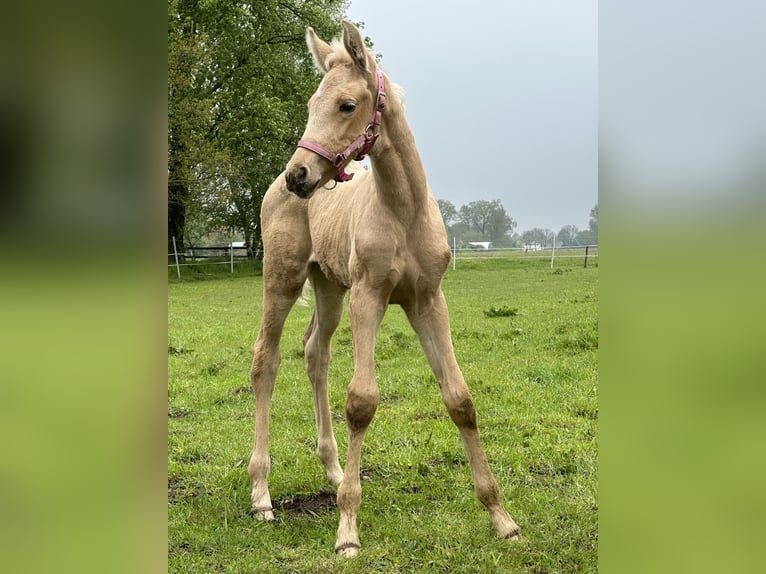 Koń oldenburski Klacz 1 Rok 170 cm Izabelowata in Stuhr