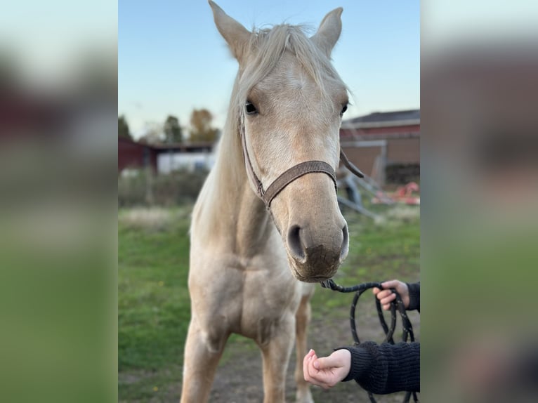 Koń oldenburski Klacz 1 Rok 170 cm Izabelowata in Stuhr