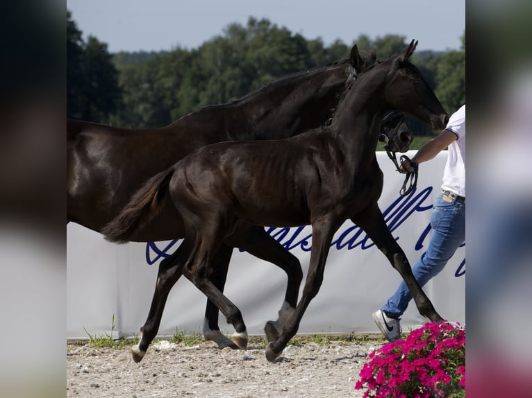 Koń oldenburski Klacz 1 Rok 170 cm Kara in Belgern