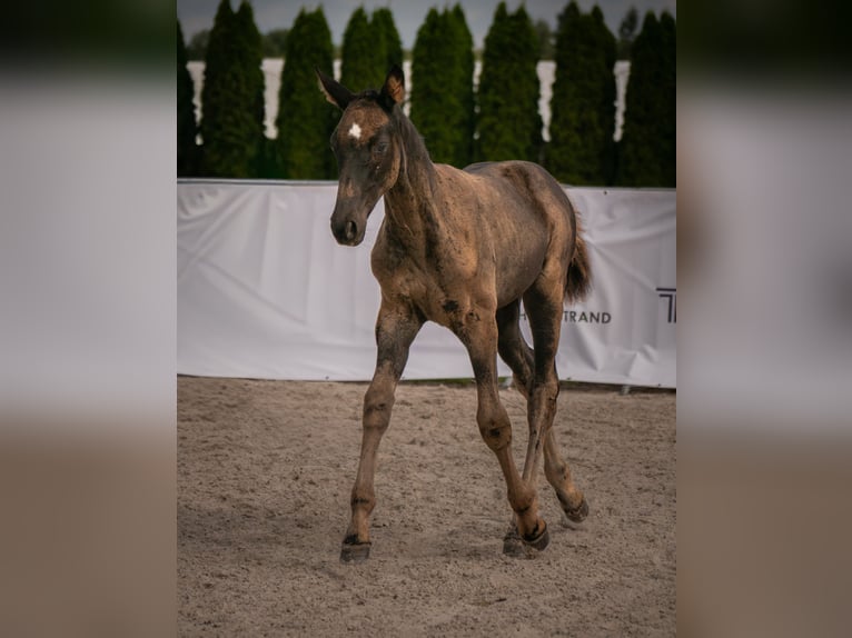 Koń oldenburski Klacz 1 Rok 170 cm Kara in Miastków Kościelny