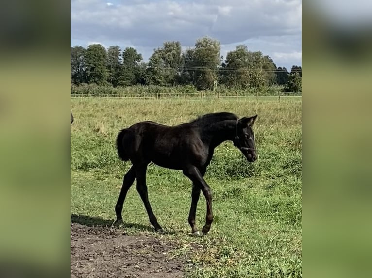 Koń oldenburski Klacz 1 Rok 170 cm Skarogniada in Bad Freienwalde