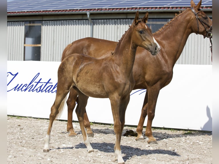 Koń oldenburski Klacz 1 Rok 172 cm Ciemnokasztanowata in Belgern