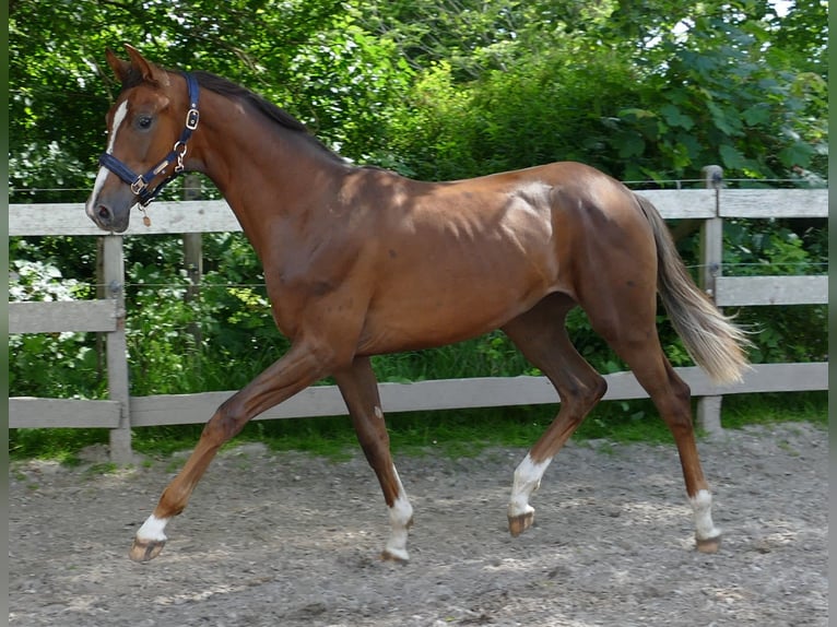 Koń oldenburski Klacz 1 Rok 172 cm Ciemnokasztanowata in Greifenstein