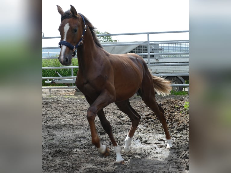 Koń oldenburski Klacz 1 Rok 172 cm Ciemnokasztanowata in Greifenstein