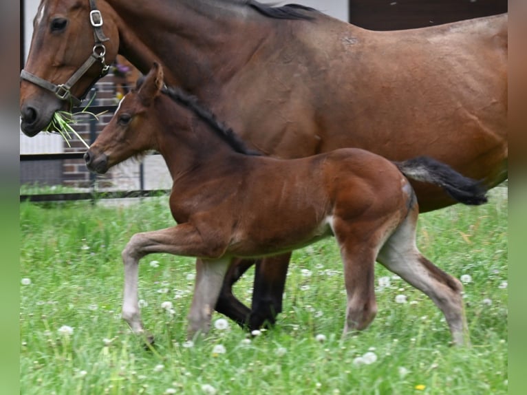 Koń oldenburski Klacz 1 Rok 172 cm Gniada in Emstek