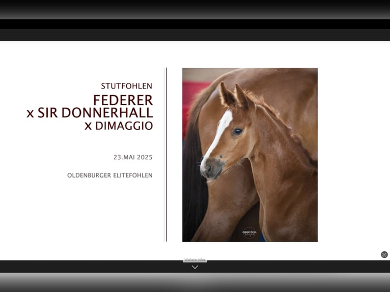 Koń oldenburski Klacz 1 Rok 172 cm Gniada in Berlin