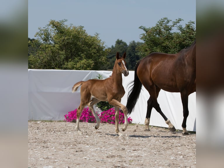 Koń oldenburski Klacz 1 Rok 174 cm Ciemnokasztanowata in Belgern