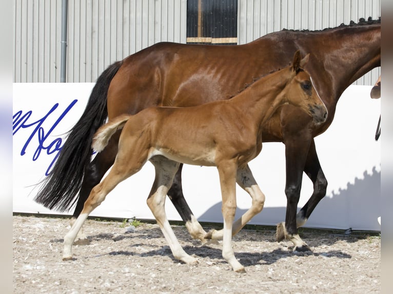 Koń oldenburski Klacz 1 Rok 174 cm Ciemnokasztanowata in Belgern