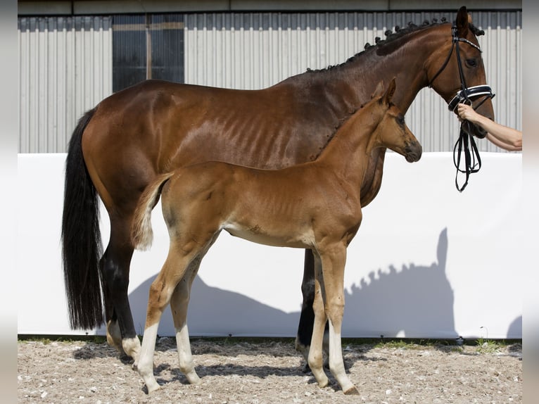 Koń oldenburski Klacz 1 Rok 174 cm Ciemnokasztanowata in Belgern