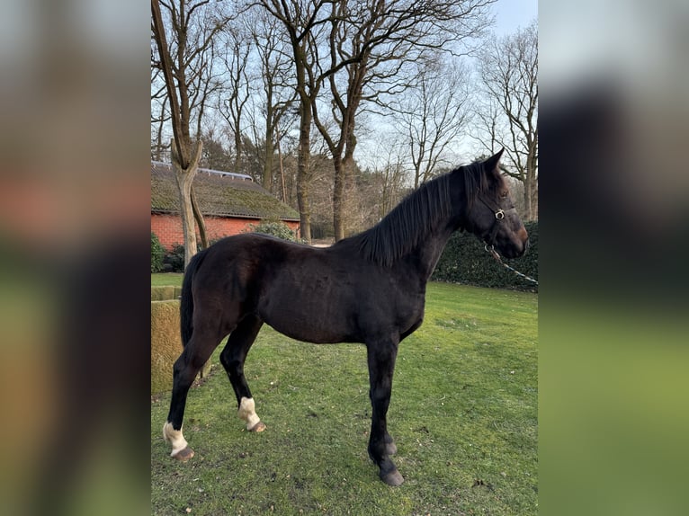 Koń oldenburski Mix Klacz 1 Rok 175 cm Ciemnogniada in Laar