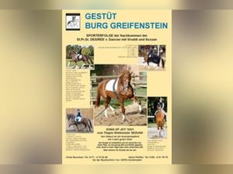 Koń oldenburski Klacz 1 Rok 175 cm Ciemnokasztanowata in Greifenstein