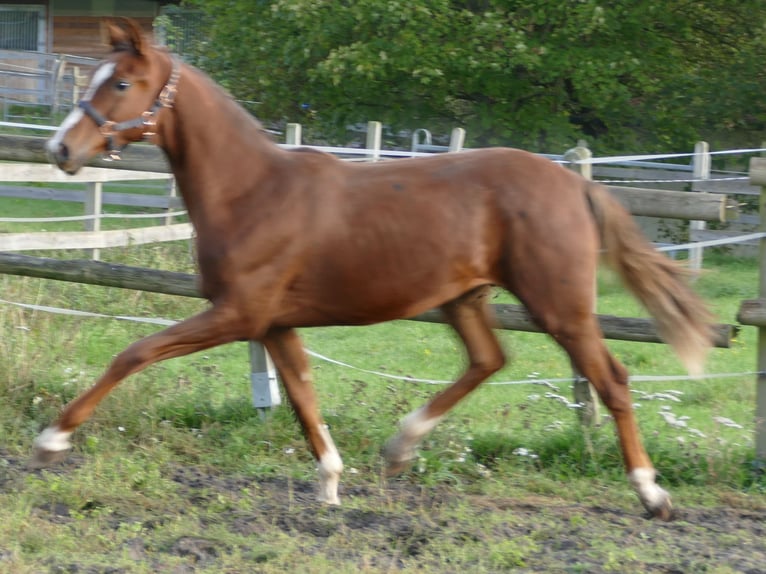 Koń oldenburski Klacz 1 Rok 175 cm Ciemnokasztanowata in Greifenstein