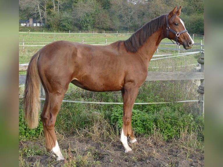 Koń oldenburski Klacz 1 Rok 175 cm Ciemnokasztanowata in Greifenstein