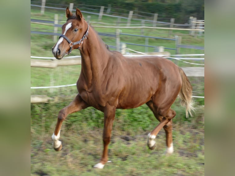 Koń oldenburski Klacz 1 Rok 175 cm Ciemnokasztanowata in Greifenstein