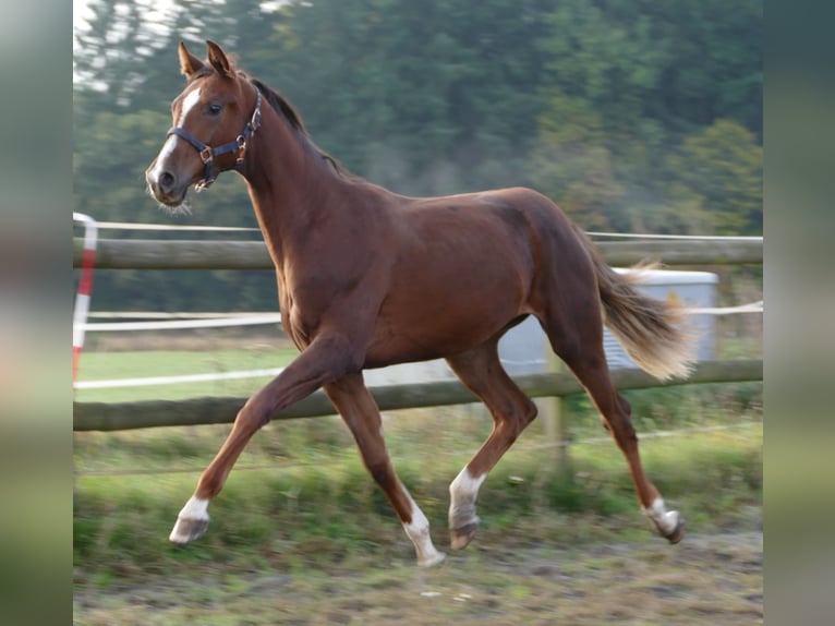 Koń oldenburski Klacz 1 Rok 175 cm Ciemnokasztanowata in Greifenstein