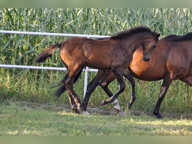 Koń oldenburski Klacz 1 Rok Ciemnogniada in Grabówka