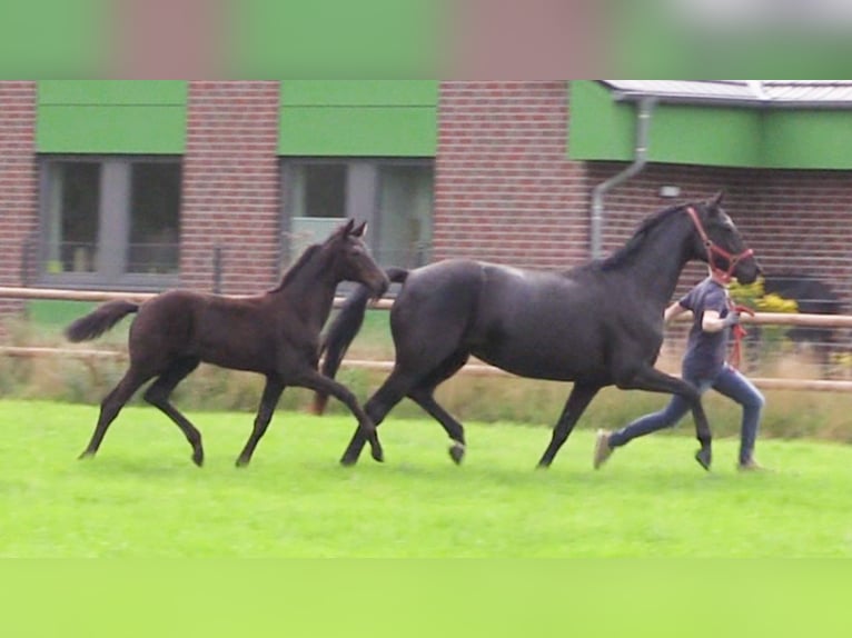 Koń oldenburski Klacz 1 Rok Ciemnogniada in Cloppenburg