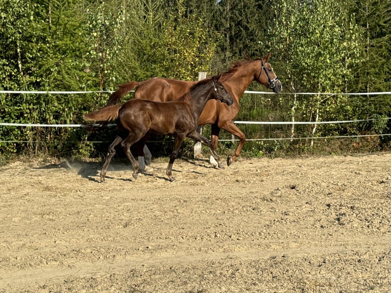 Koń oldenburski Klacz 1 Rok Ciemnokasztanowata in Dillenburg