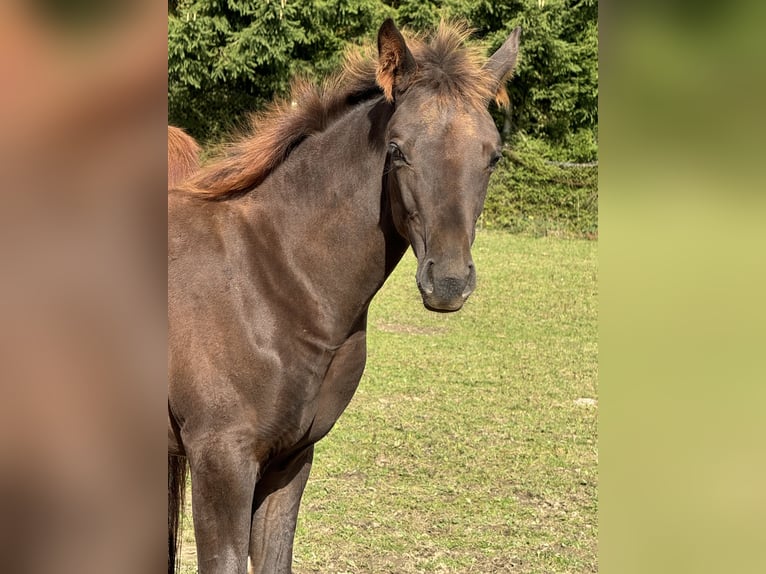 Koń oldenburski Klacz 1 Rok Ciemnokasztanowata in Dillenburg