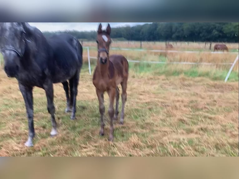 Koń oldenburski Klacz 1 Rok Gniada in Großenkneten