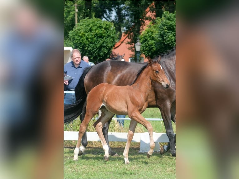 Koń oldenburski Klacz 1 Rok Gniada in Ostbevern