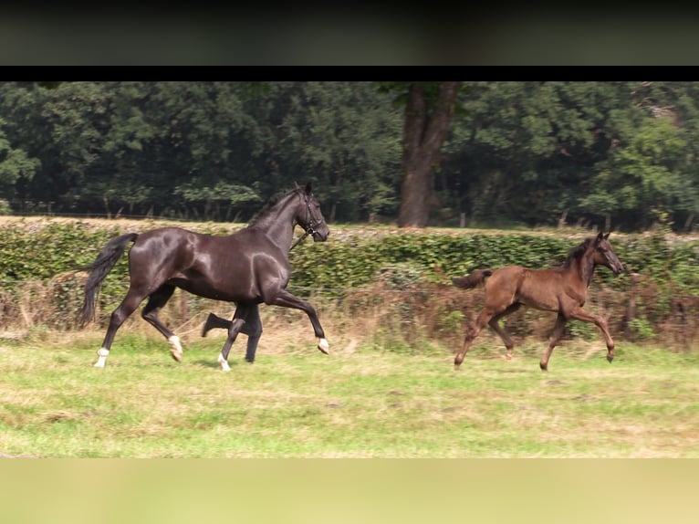 Koń oldenburski Klacz 1 Rok Kara in Cloppenburg