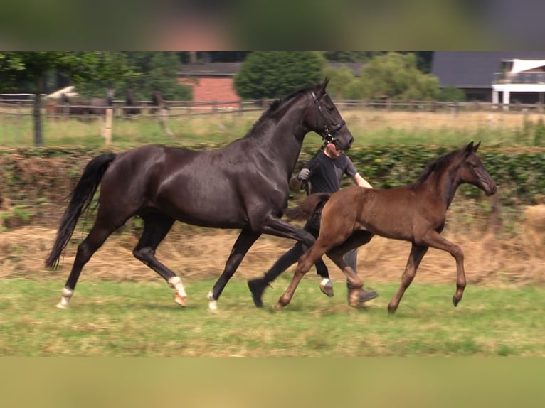 Koń oldenburski Klacz 1 Rok Kara in Cloppenburg