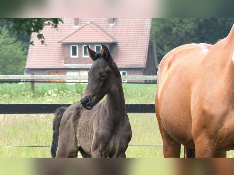 Koń oldenburski Klacz 1 Rok Kara in Werlte