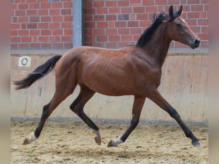 Koń oldenburski Klacz 1 Rok in Dorsten