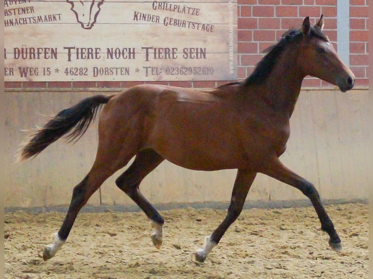 Koń oldenburski Klacz 1 Rok in Dorsten