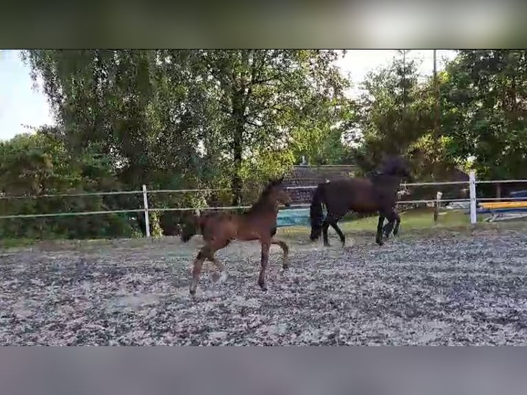 Koń oldenburski Klacz 1 Rok in Hankensbüttel