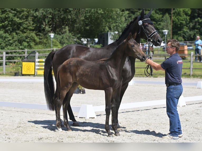 Koń oldenburski Klacz 1 Rok in Helferskirchen