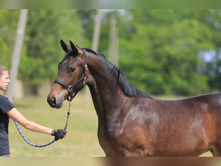 Koń oldenburski Klacz 1 Rok in Stud