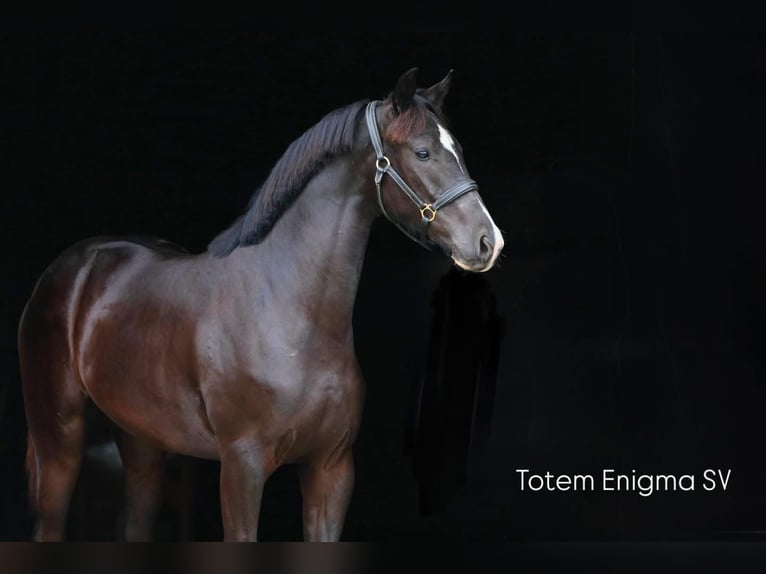 Koń oldenburski Klacz 1 Rok in Stud
