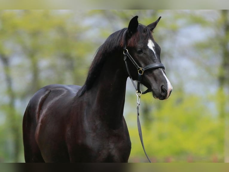 Koń oldenburski Klacz 1 Rok in Stud