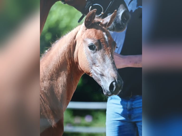 Koń oldenburski Klacz 1 Rok Może być siwy in Nidda