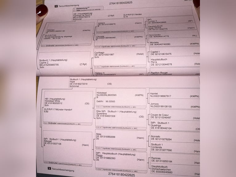 Koń oldenburski Klacz 1 Rok Siwa in Lahntal