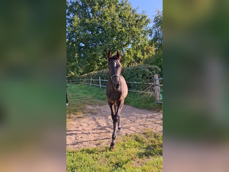 Koń oldenburski Klacz 1 Rok Skarogniada in Travenhorst